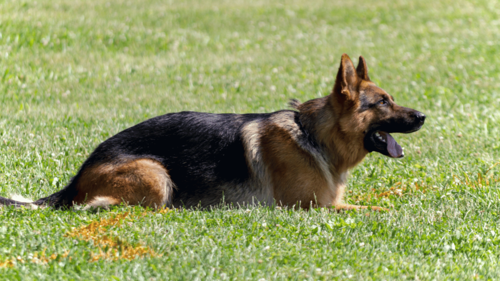 specialist search dogs